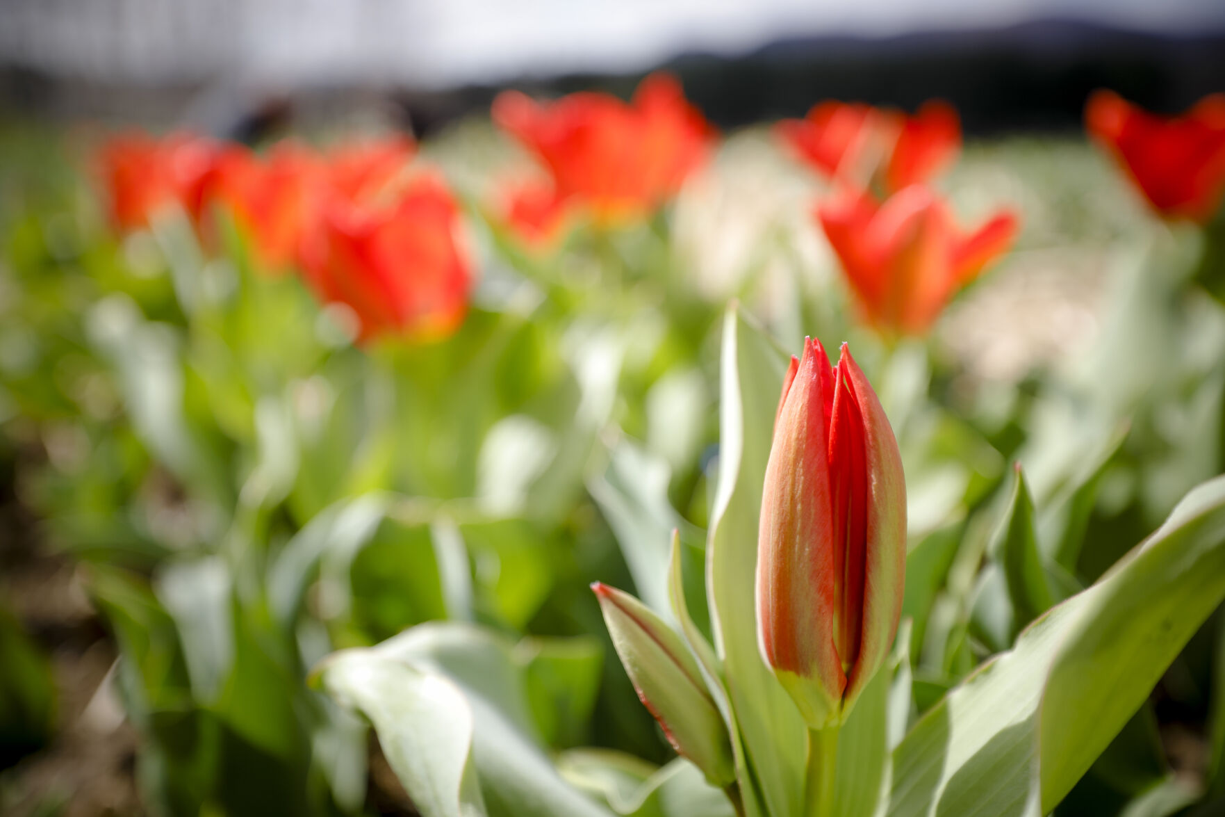 Naumkeag Daffodil Festival Preview